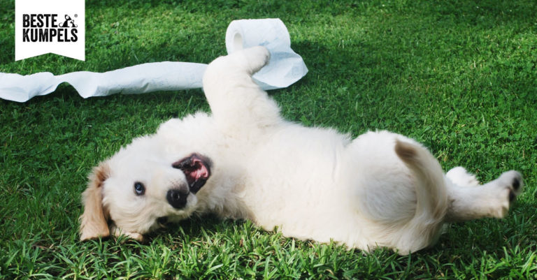 Wie bekomme ich meinen Hund stubenrein?