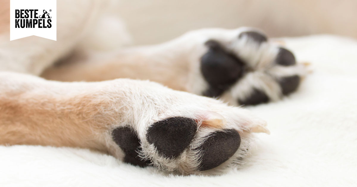Pfotenpflege beim Hund