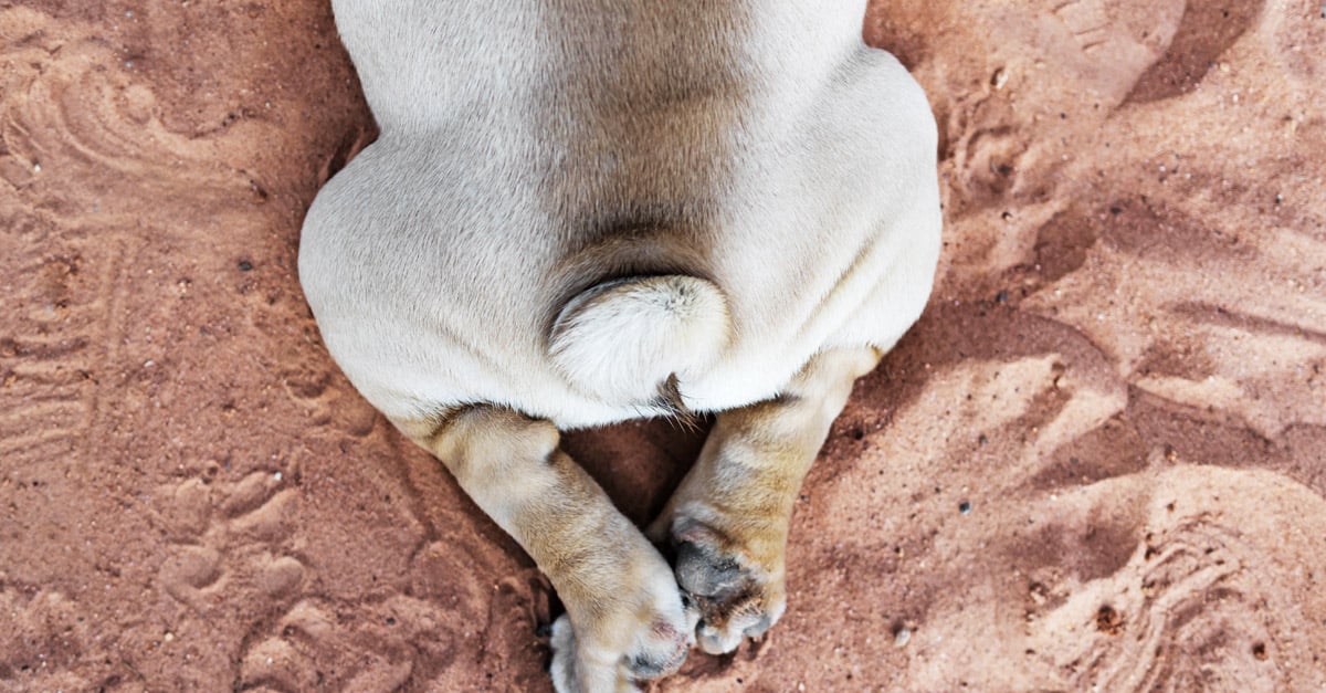 Analdrüsenentzündung beim Hund