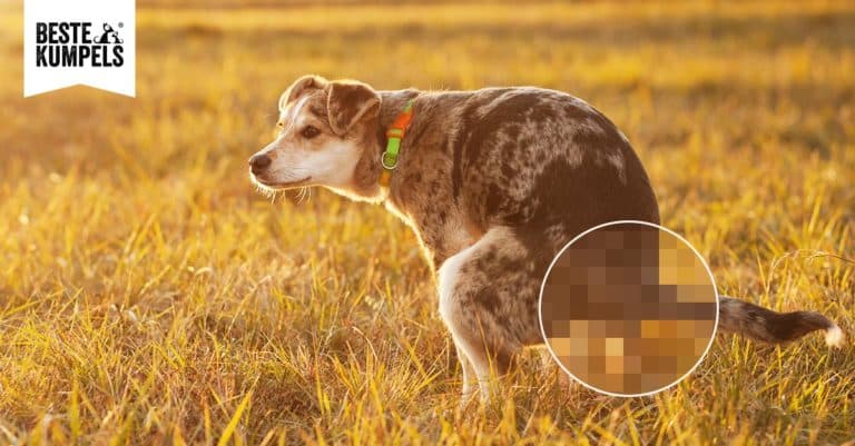 Durchfall beim Hund