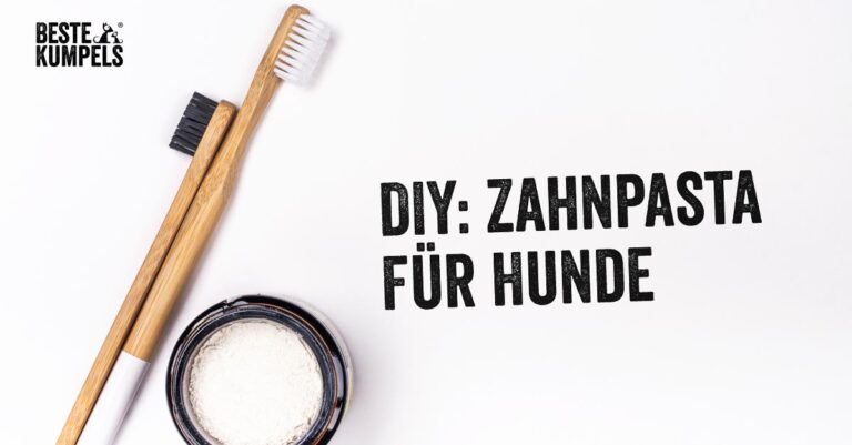 Zahnpasta für Hunde