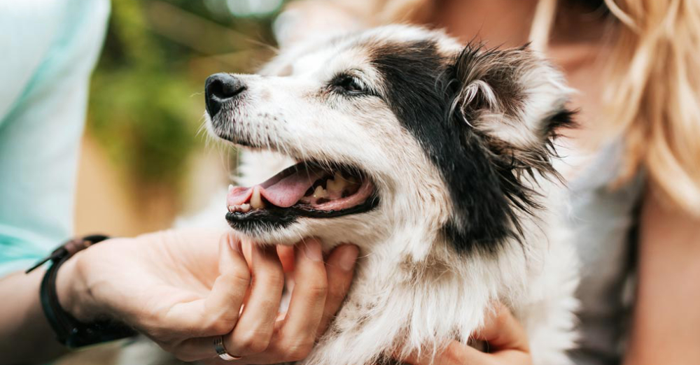 Hundejahre in Menschenjahre umwandeln
