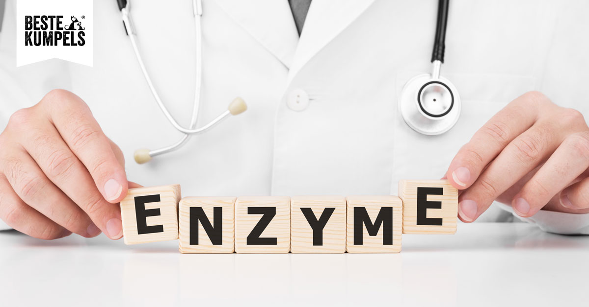 Enzyme für Hunde