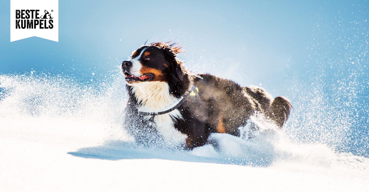 Gelenkprobleme beim Hund