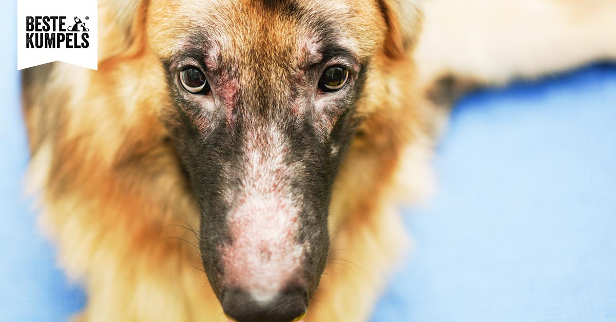 Futterallergie beim Hund