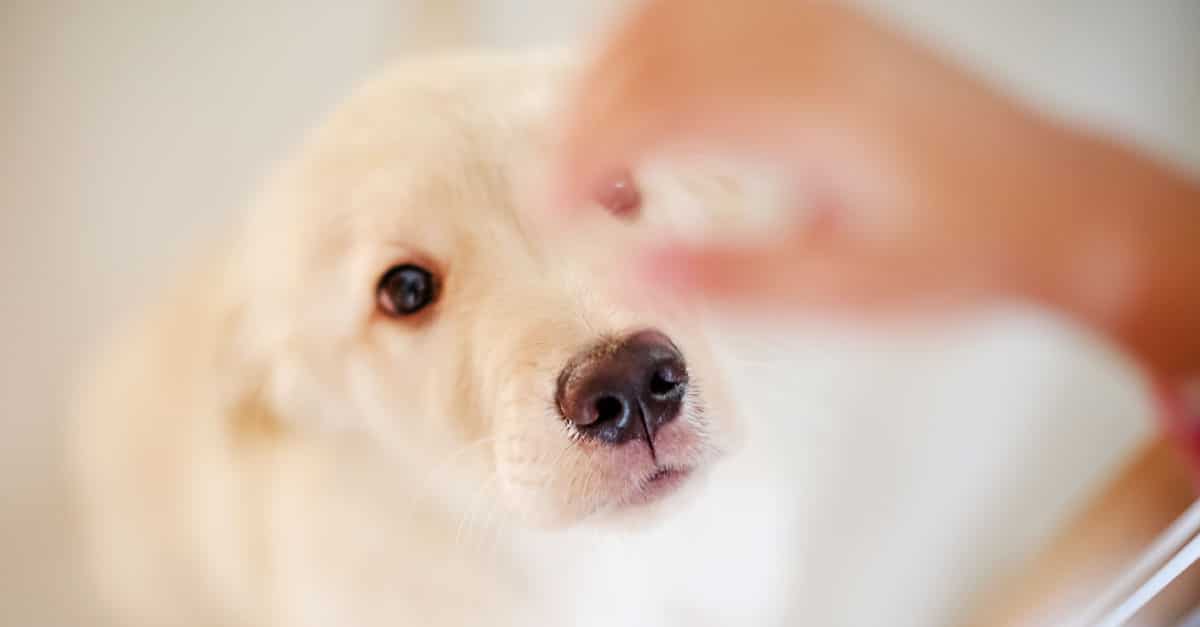 Hundefutter bei Allergie und Juckreiz