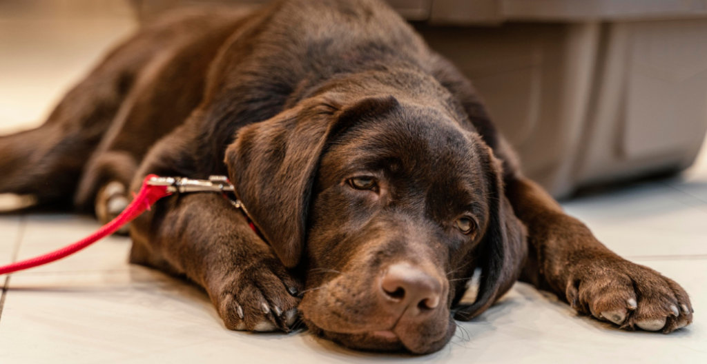 Symbolbild für Lebererkrankung beim Hund und unterstützende Leberdiät