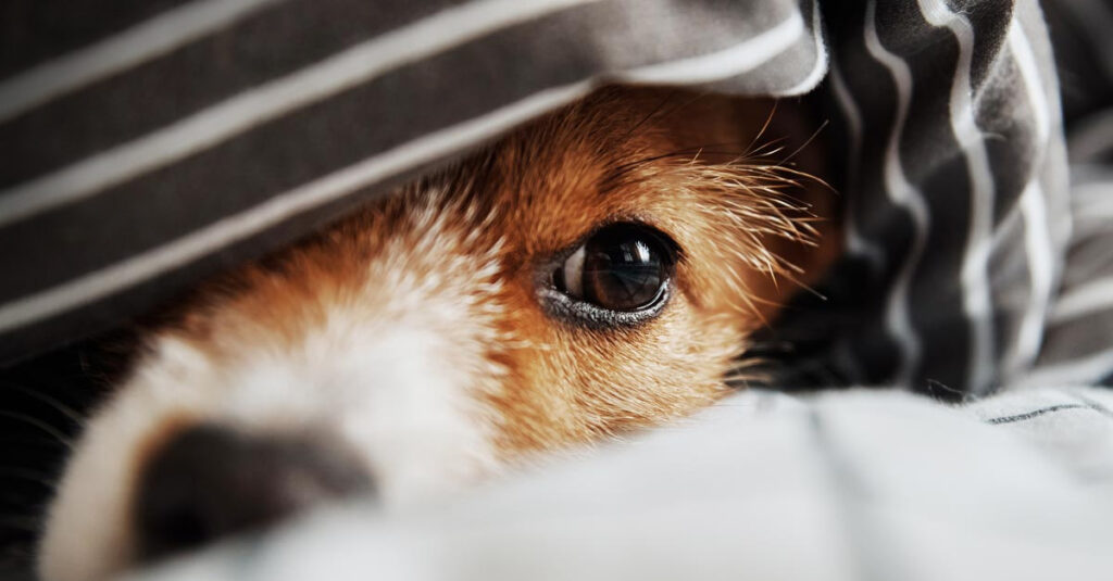 Hund an Silvester