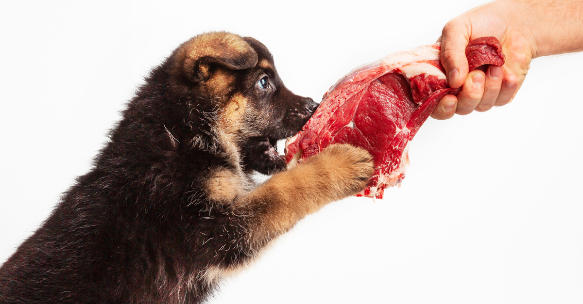 Hund barfen