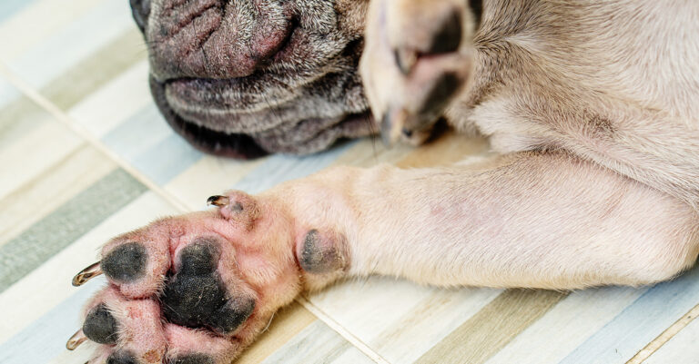 Hefepilz beim Hund erkennen und behandeln
