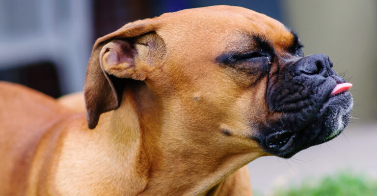 Hund schmatzt ständig? Ursachen, Magen & Darm verstehen