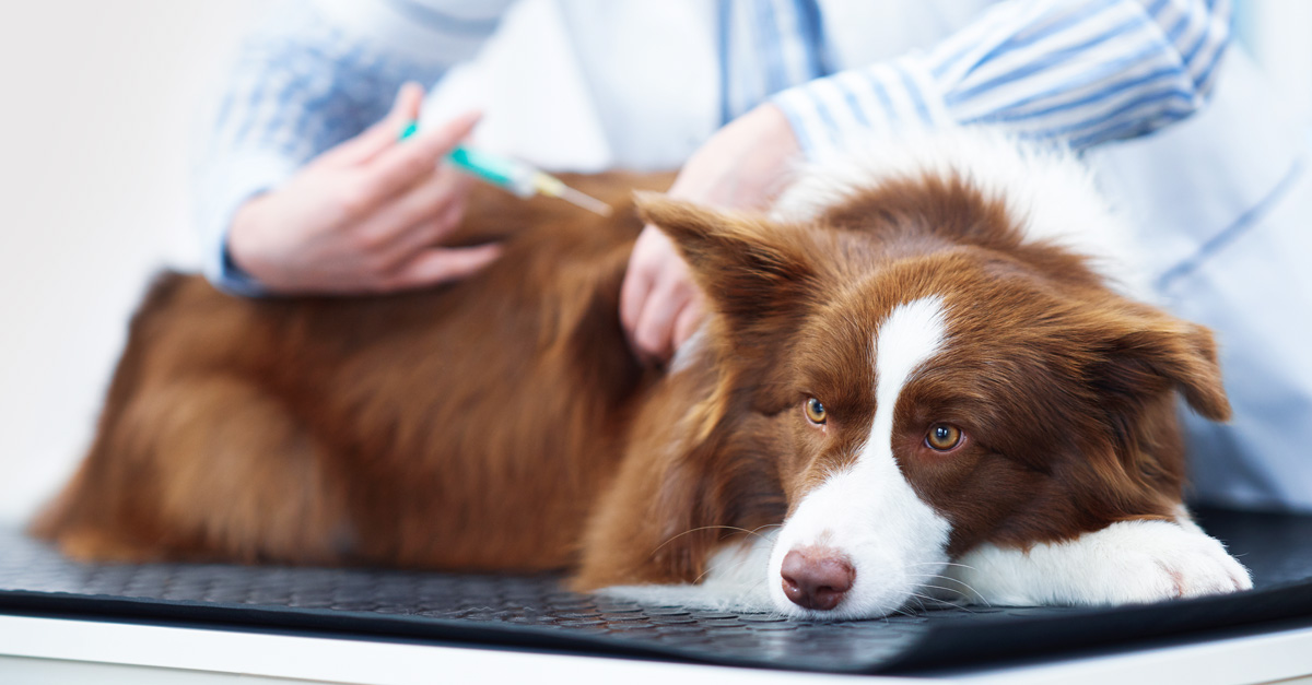 Bauchspeicheldrüsenentzündung beim Hund
