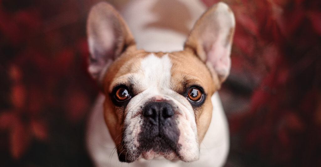 Histaminintoleranz beim Hund