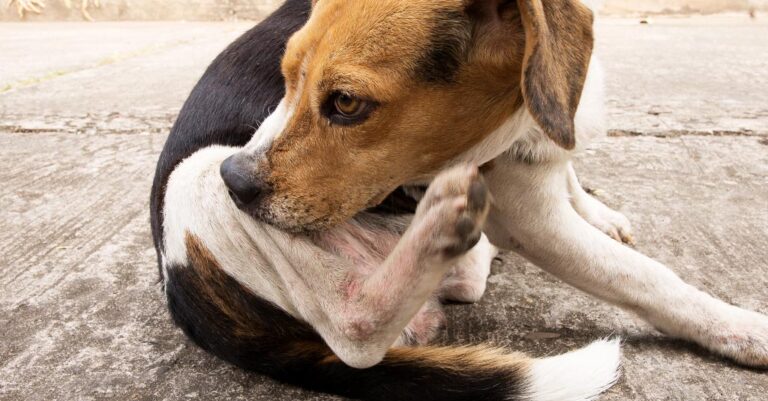 Futtermilben beim Hund: Schluss mit Juckreiz und Hautirritationen