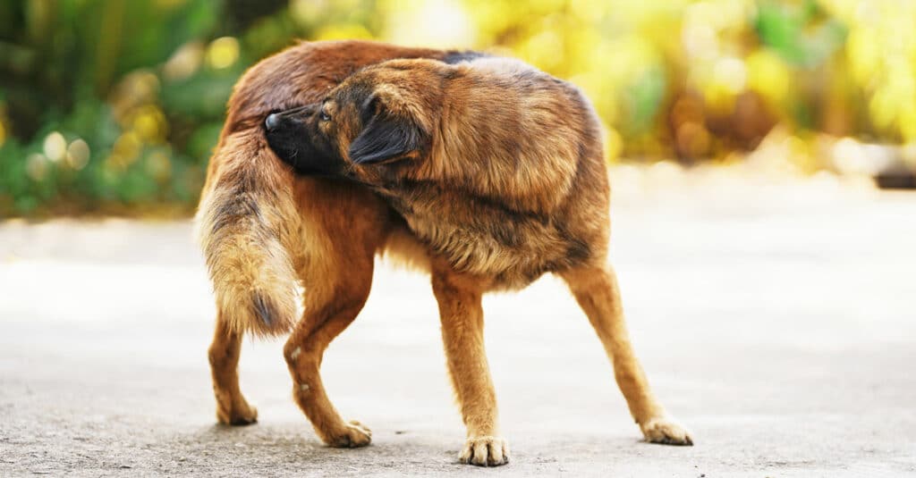 Flöhe beim Hund erkennen und behandeln