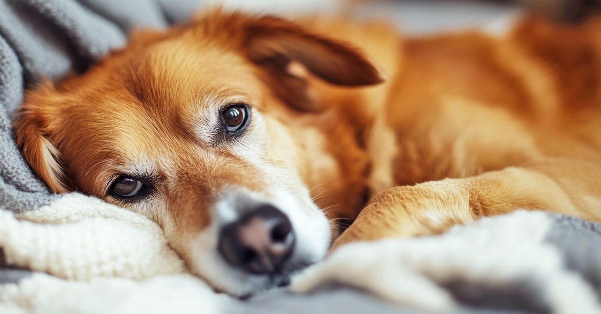 Magenprobleme beim Hund
