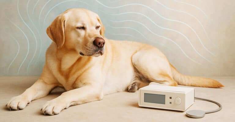 Bioresonanz für Hunde