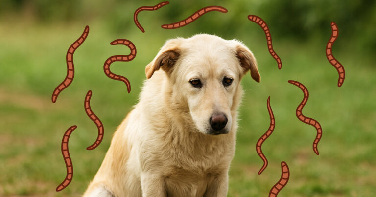 Würmer beim Hund – Ursachen, Symptome & Behandlung