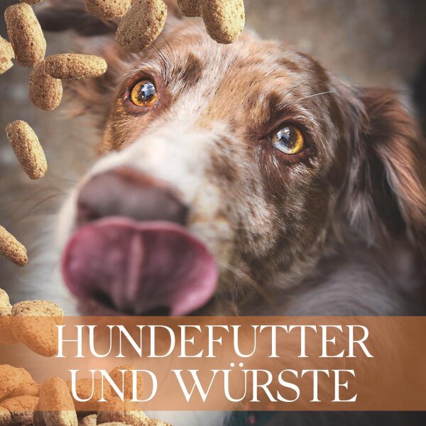 bell halsband hunde Titus main image 0