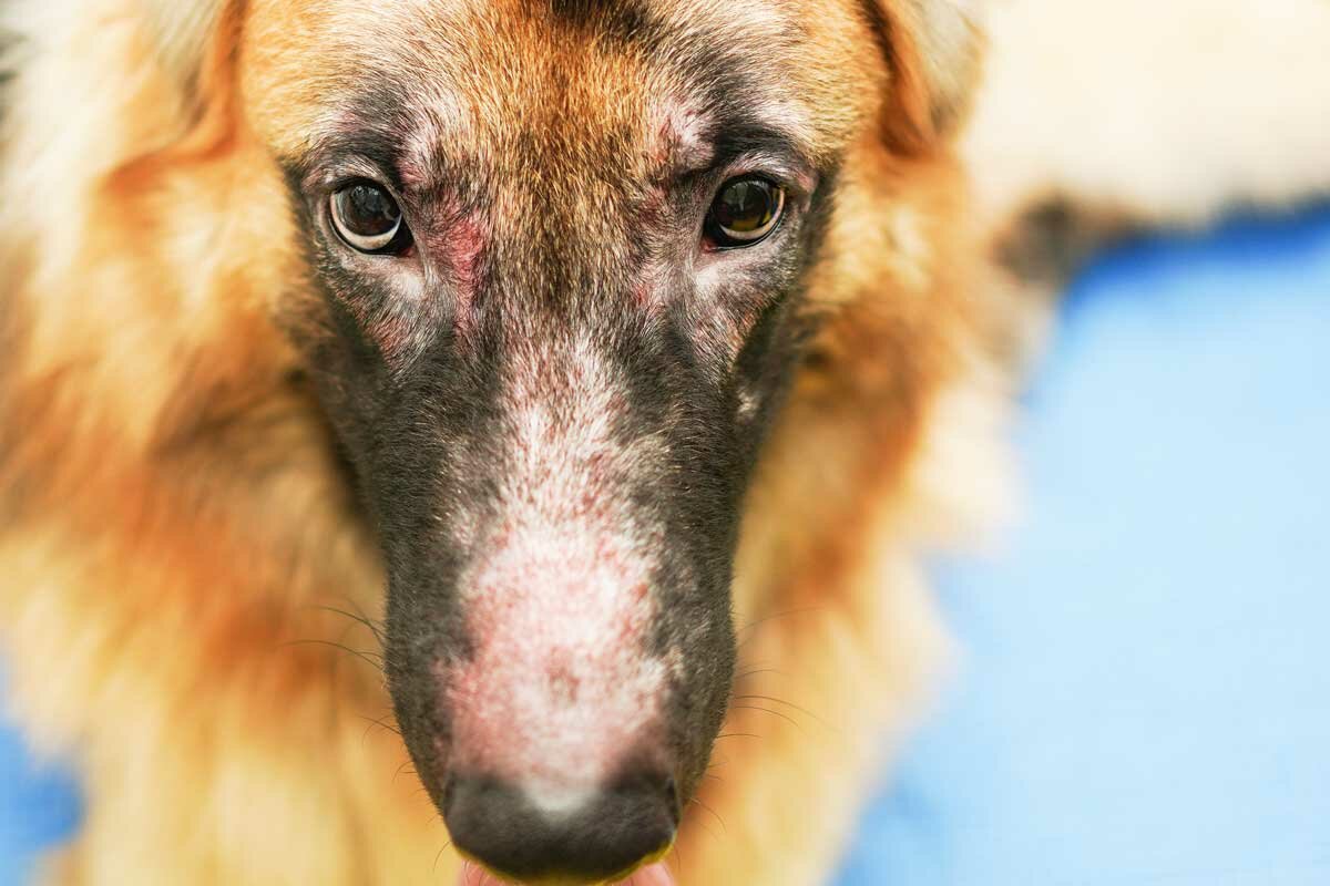 gesundes trockenfutter für hunde Nature's Protection Lachs-Futter rote Junior-Hunde – gesundes Wachstum