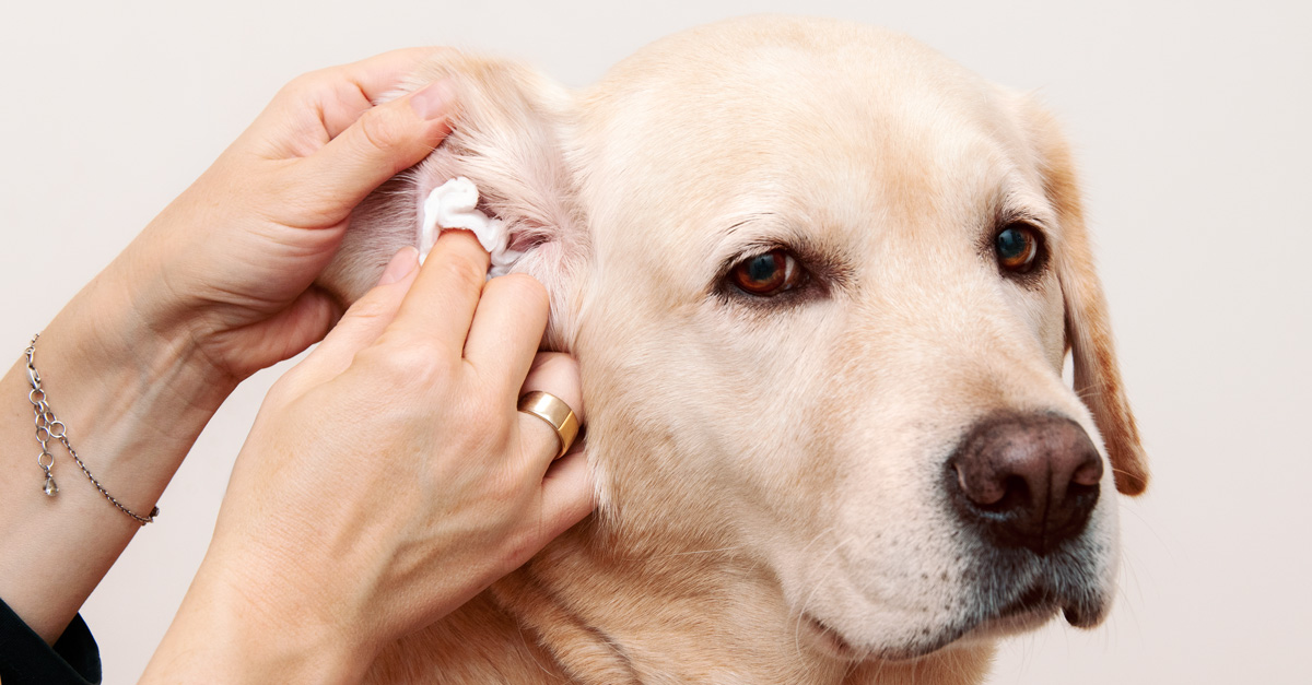 Ohrenschmerzen beim Hund – Ursachen, Symptome & Hausmittel