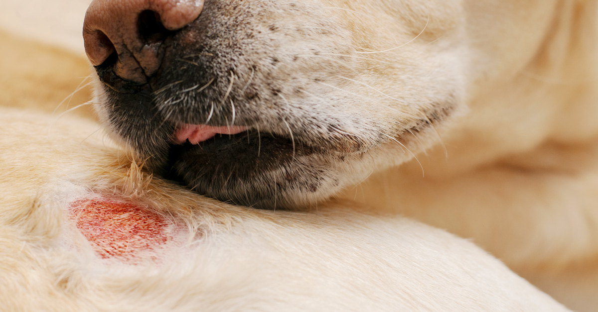 Hypoallergenes Futter für Hunde
