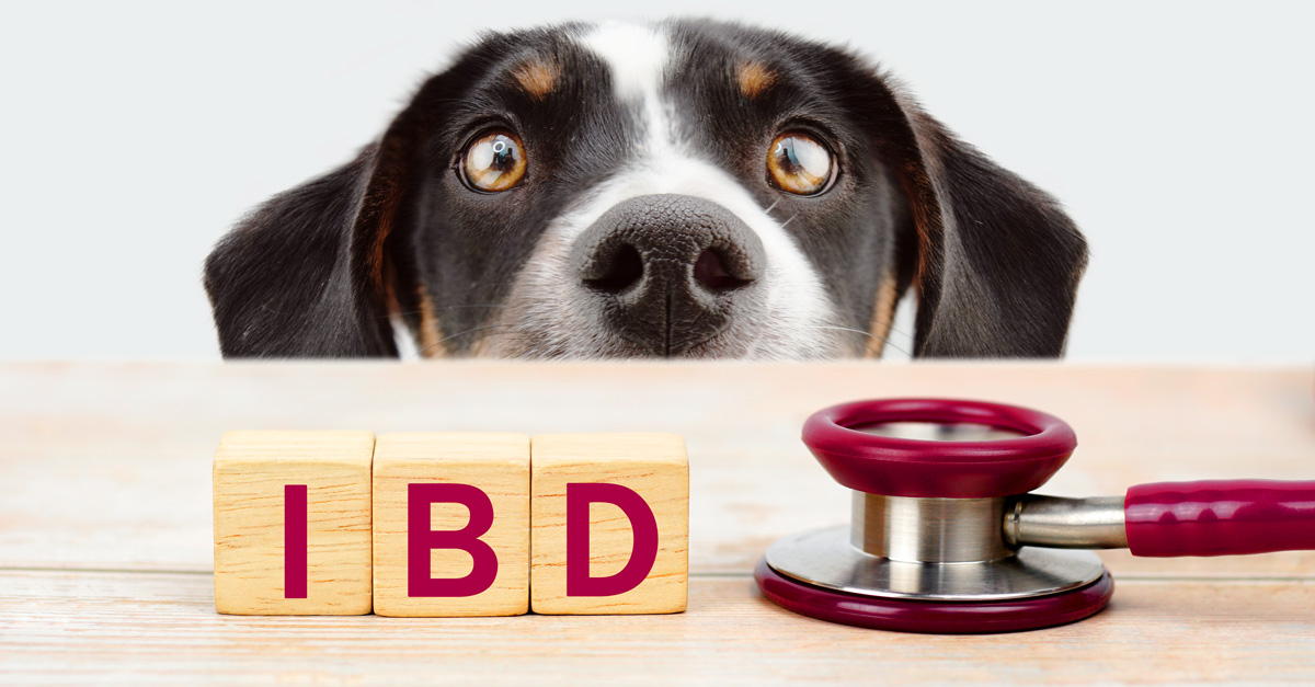 IBD beim Hund – Symptome, Ursachen & Behandlung