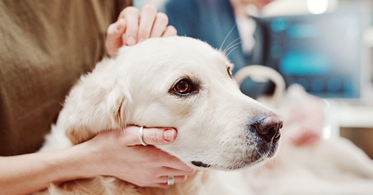 Hundefutter bei IBD: Das musst du beachten