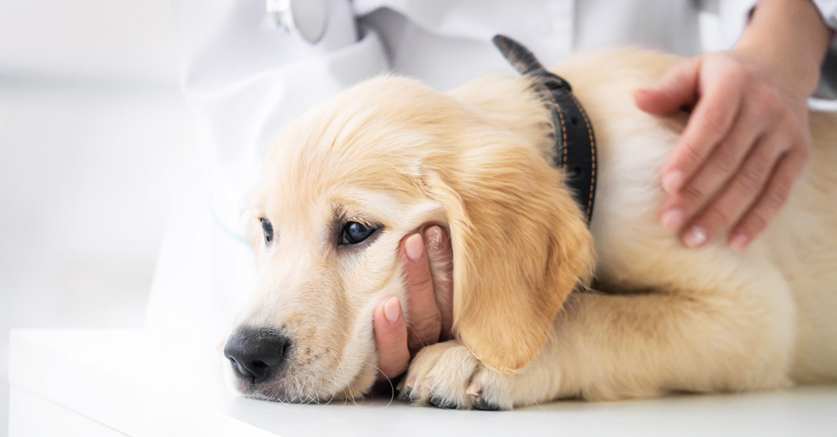 Futtermilben beim Hund: Schluss mit Juckreiz und Hautirritationen